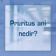 Pruritus ani nedir